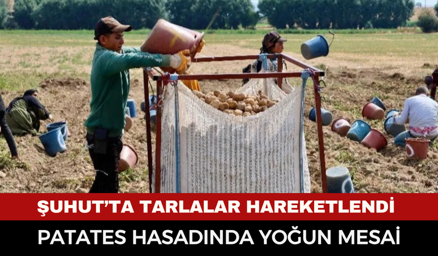 Şuhut’ta tarlalar hareketlendi: Patates hasadında yoğun mesai