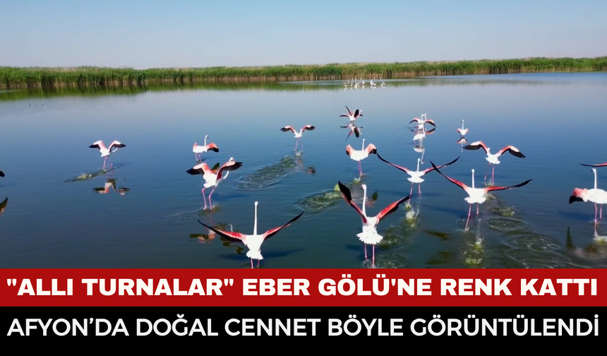 Afyonkarahisar'ın doğal cennetinde pembe mola: Flamingolar Eber Gölü'nü mesken tuttu