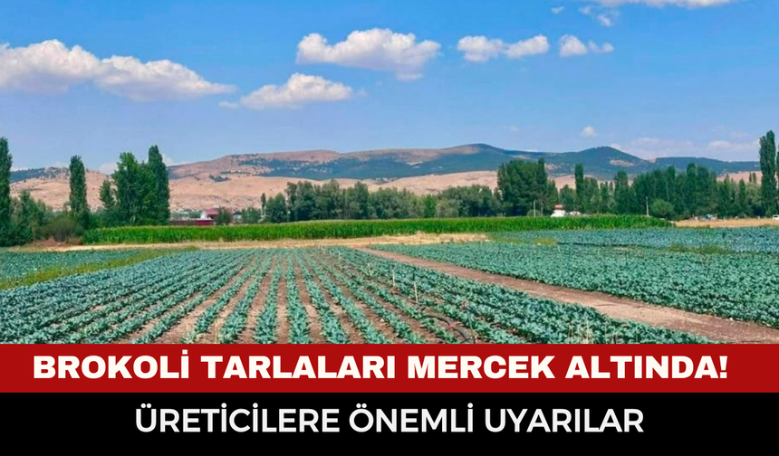 Sinanpaşa’da brokoli tarlaları mercek altında! Üreticilere önemli uyarılar