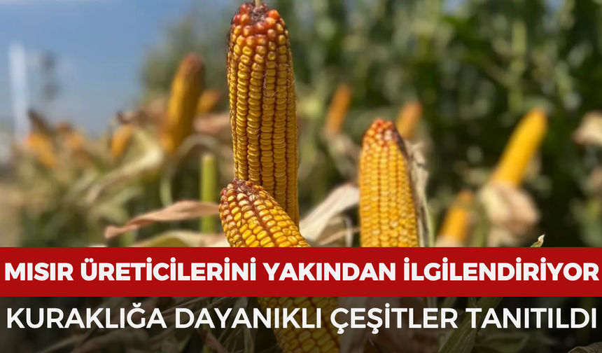 Mısır üreticilerini yakından ilgilendiriyor: Kuraklığa dayanıklı çeşitler tanıtıldı