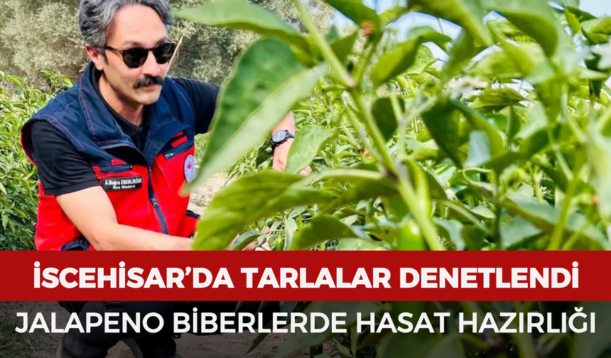 İscehisar’da tarlalar denetlendi: Jalapeno biberlerde hasat hazırlığı