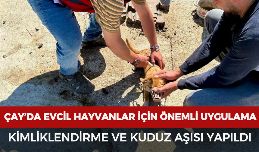 Çay’da evcil hayvanlar için önemli uygulama: Kimliklendirme ve kuduz aşısı yapıldı