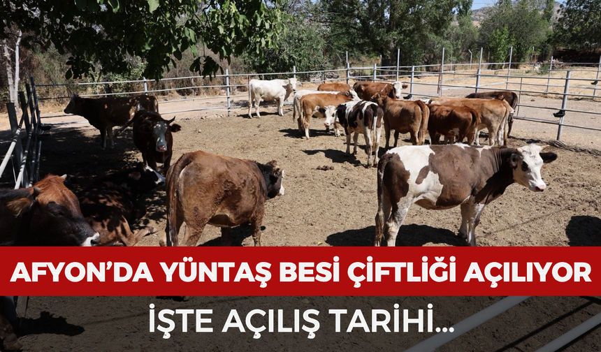 Afyon’da YÜNTAŞ Besi Çiftliği açılıyor: İşte açılış tarihi...