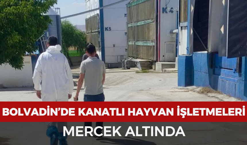 Bolvadin’de kanatlı hayvan işletmeleri mercek altında