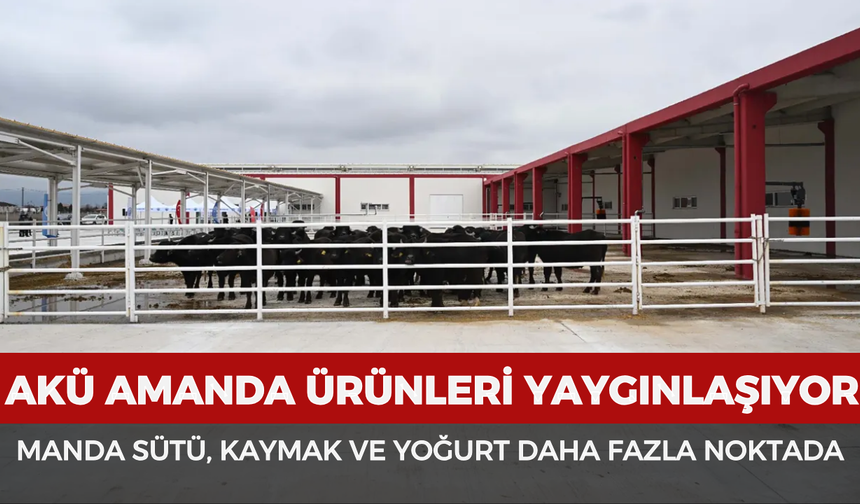 AKÜ AMANDA ürünleri yaygınlaşıyor: Manda sütü, kaymak ve yoğurt daha fazla noktada