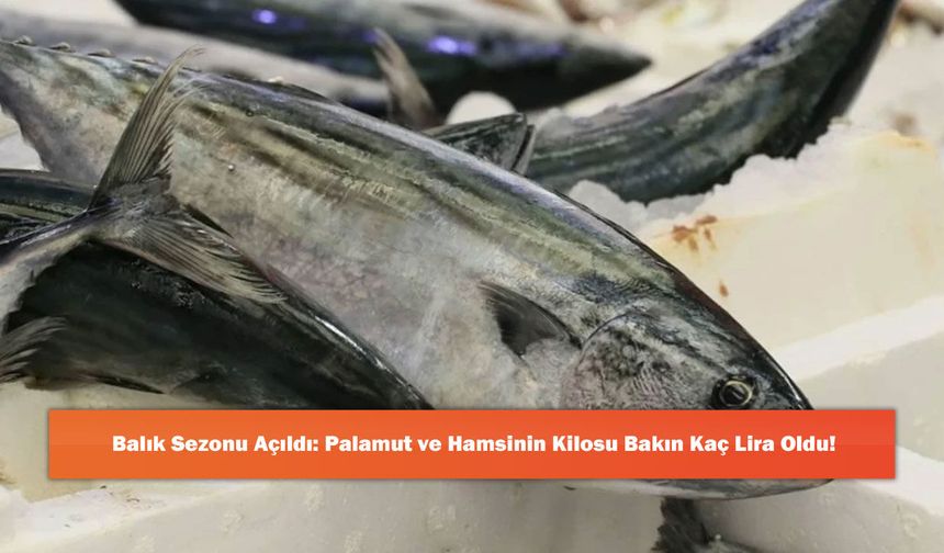 Balık Sezonu Açıldı: Palamut ve Hamsinin Kilosu Bakın Kaç Lira Oldu!